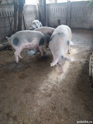 vând porci - imagine 3