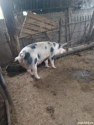 vând porci - imagine 2