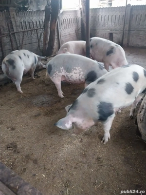 vând porci - imagine 4