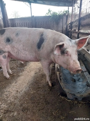 vând porci - imagine 5