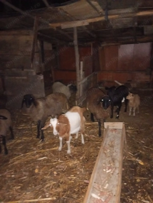 Vând oi de taiat - imagine 3