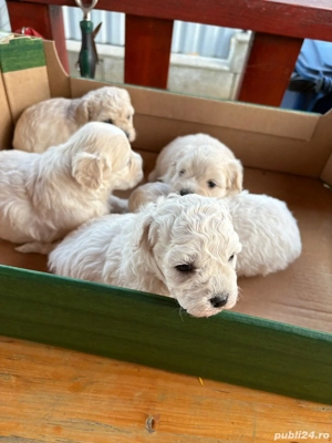 Căței bishon malteze 