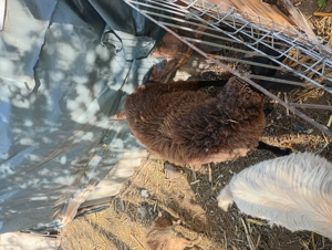 Vând oi de taiat - imagine 3