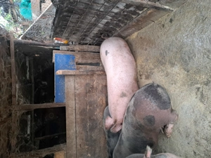 Porci de vanzare - imagine 3