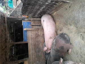 Porci de vanzare - imagine 4