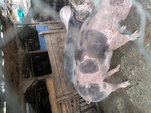 Porci de vanzare - imagine 3