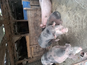 Porci de vanzare - imagine 2