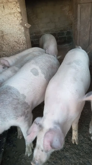 Porc de vanzare 