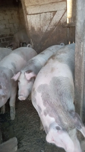 Porc de vanzare  - imagine 3