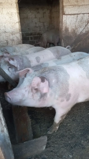 Porc de vanzare  - imagine 2
