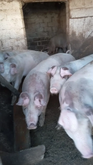 Porc de vanzare  - imagine 4