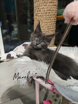 Pui pisica rasa  Maine Coon - imagine 3