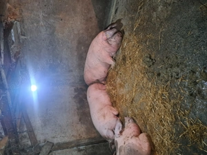 Porci de vanzare - imagine 4