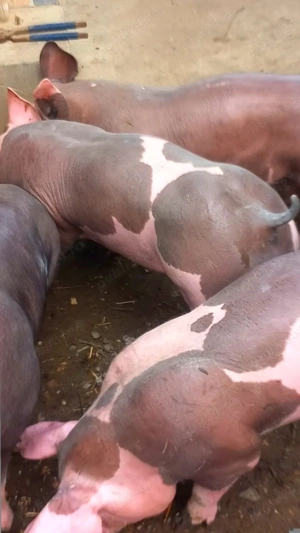 Vand purcei pietrain belgian pur    25 -29 kg  - imagine 5