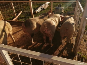 De vanzare - imagine 2