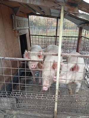 20 de rațe  purcea  - imagine 2