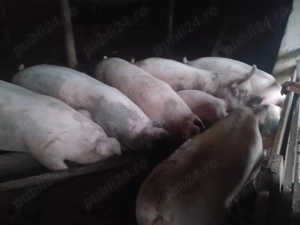 Vând porci   200 kg bucata  