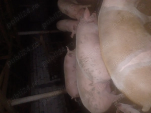 Vând porci   200 kg bucata   - imagine 2