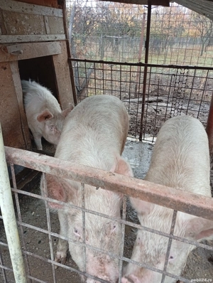 20 de rațe  purcea  - imagine 4