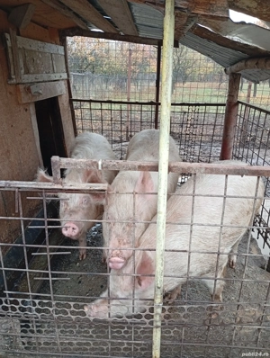 20 de rațe  purcea  - imagine 3