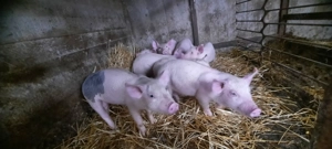 Purcei și porci de vânzare