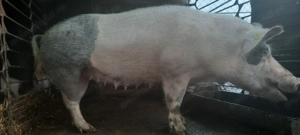 Purcei și porci de vânzare - imagine 2