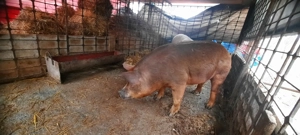 Purcei și porci de vânzare - imagine 4