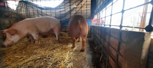 Purcei și porci de vânzare - imagine 3