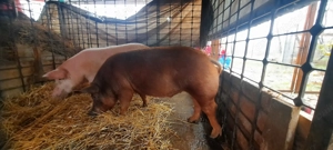 Purcei și porci de vânzare - imagine 5