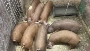 Purcei Duroc 10 săptămâni 