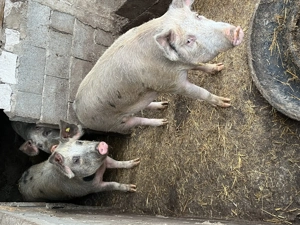 Porci de vânzare detalii la telefon  - imagine 3