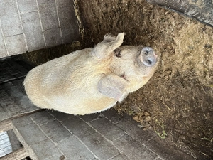 Porci de vânzare detalii la telefon  - imagine 2