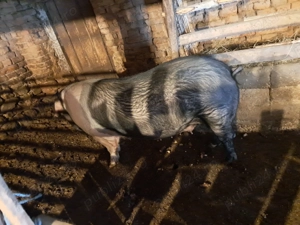 De vânzare scrofa 230kg - imagine 4