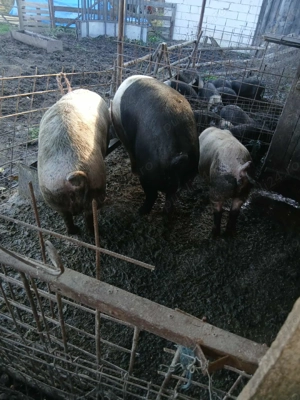 Vând porci  - imagine 3