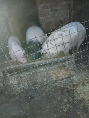 Vând porci  - imagine 2