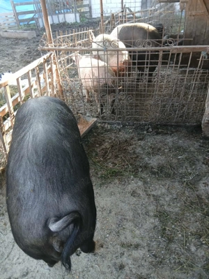 Vând porci  - imagine 4