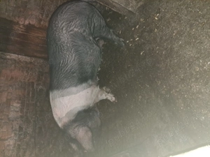 De vânzare detalii la telefon ocolișu mic   - imagine 3