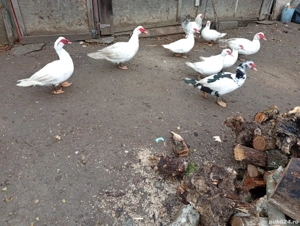 20 de rațe  purcea  - imagine 5