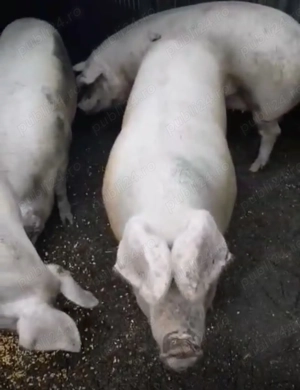 Porci de carne pentru Crăciun  - imagine 4