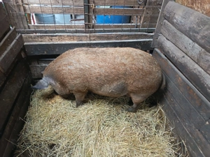 Porc Mangalita de vanzare - imagine 2