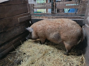 Porc Mangalita de vanzare - imagine 3