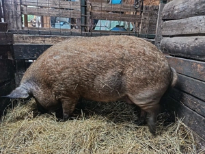 Porc Mangalita de vanzare