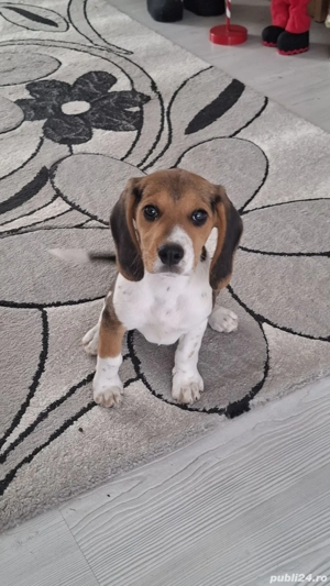 Cățeluși rasa beagle tricolor 