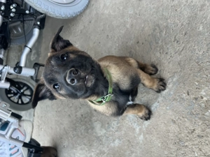 Ciobănesc belgian malinois