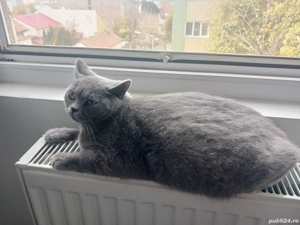 de vanzare  British Shorthair Blue 8 Luni