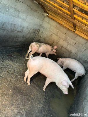 Porci de vanzare  - imagine 2
