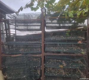 Custi pentru prepelite - imagine 2