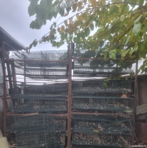 Custi pentru prepelite - imagine 3