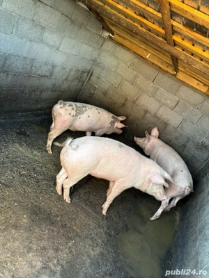 Porci de vanzare  - imagine 4