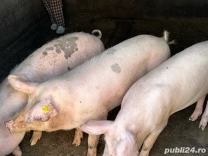 Porci de vanzare 